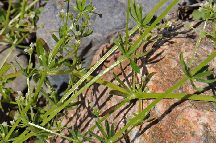 Common Bedstraw is found throughout most of North America, Baja California and Mexico but it likely originated in Europe. This species has been used for many purposes including uses as a dermatological, urinary and kidney aid by North American indigenous peoples. Galium aparine 